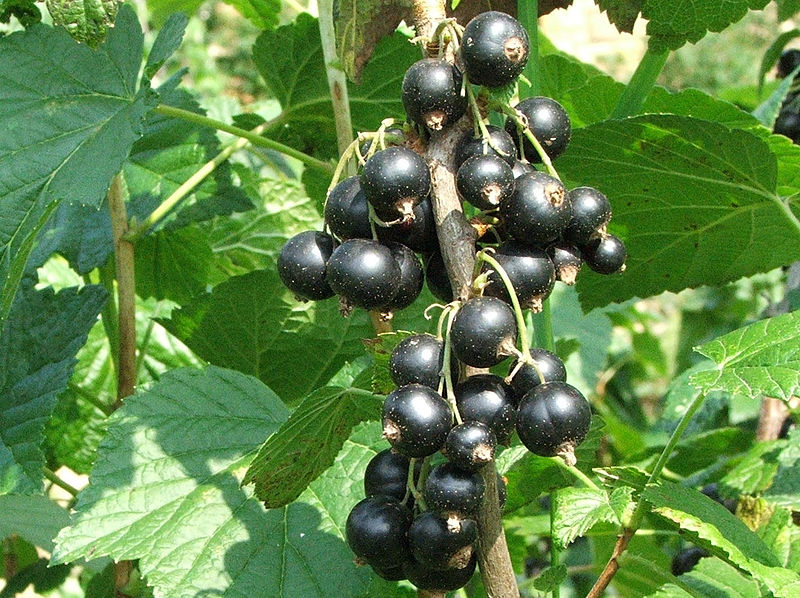 Black Currant Type Fl
