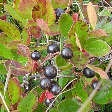 Huckleberry Type Fl