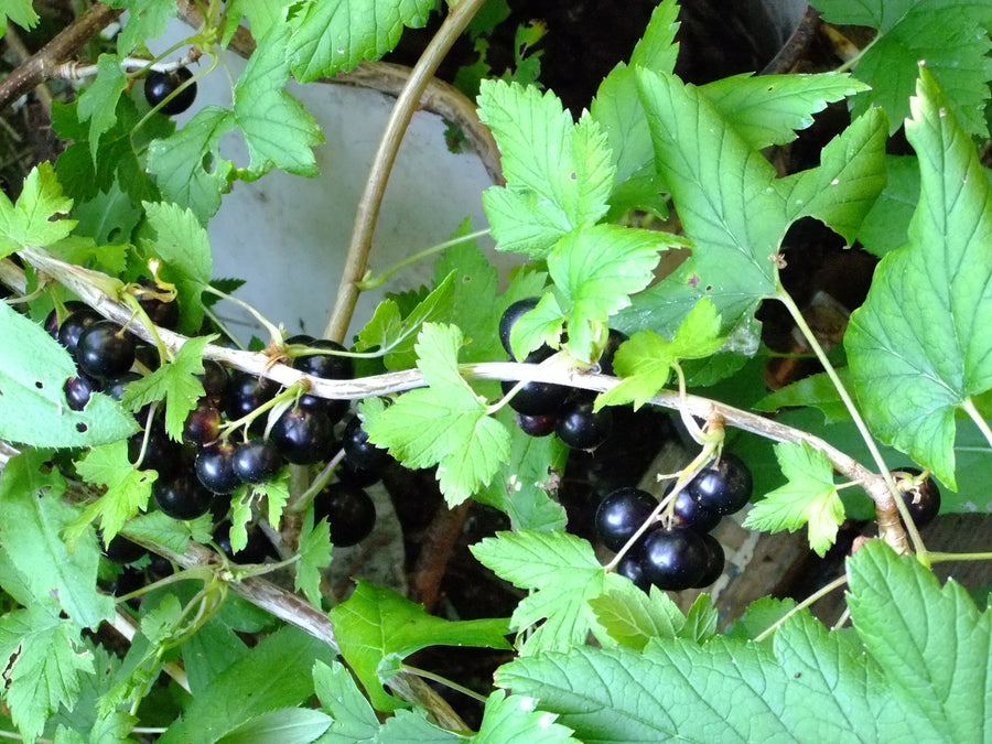 Black Currant Fl Nat