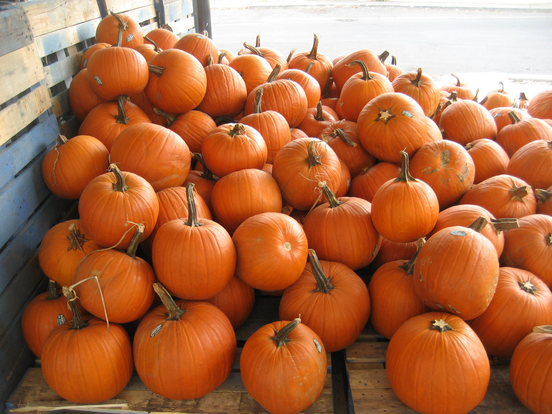 Pumpkin Pie FL