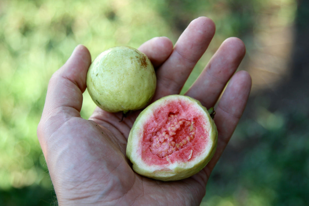Guava Pink Type Fl