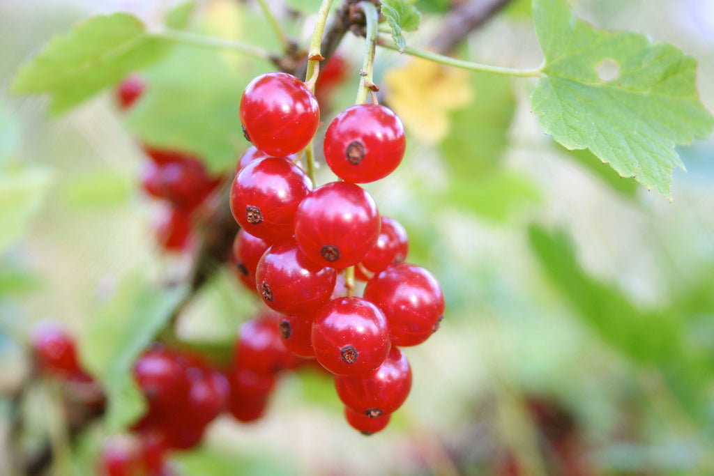 Red Currant Fl Nat