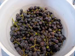 Grape Concord Type