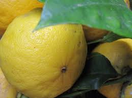 Bergamot Fl Nat