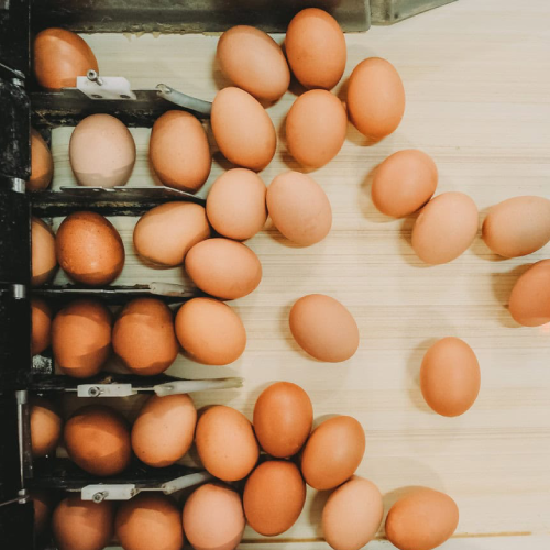 New Project (42) Egg Type Fl - Image 1