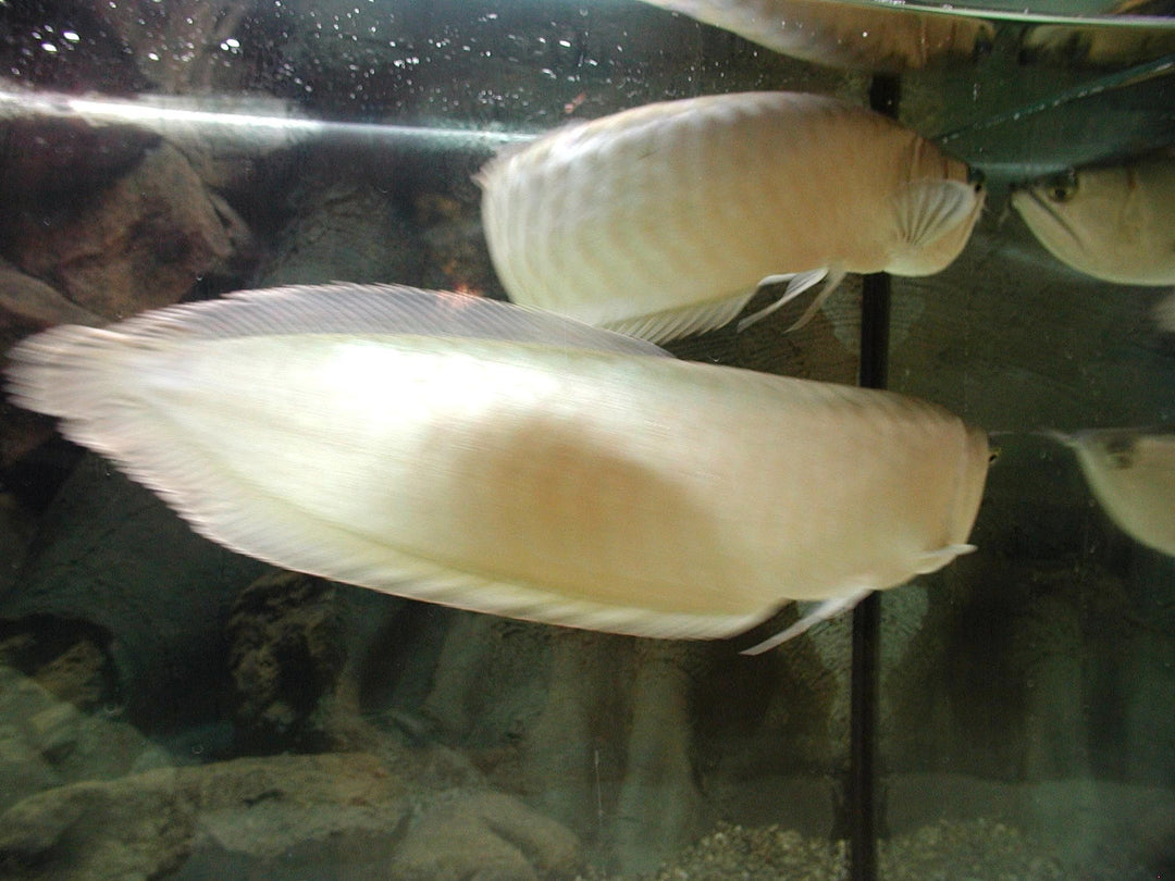 Fish White Type Fl