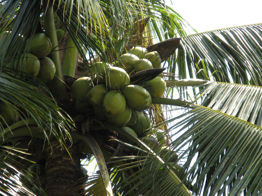 Coconut Type Fl