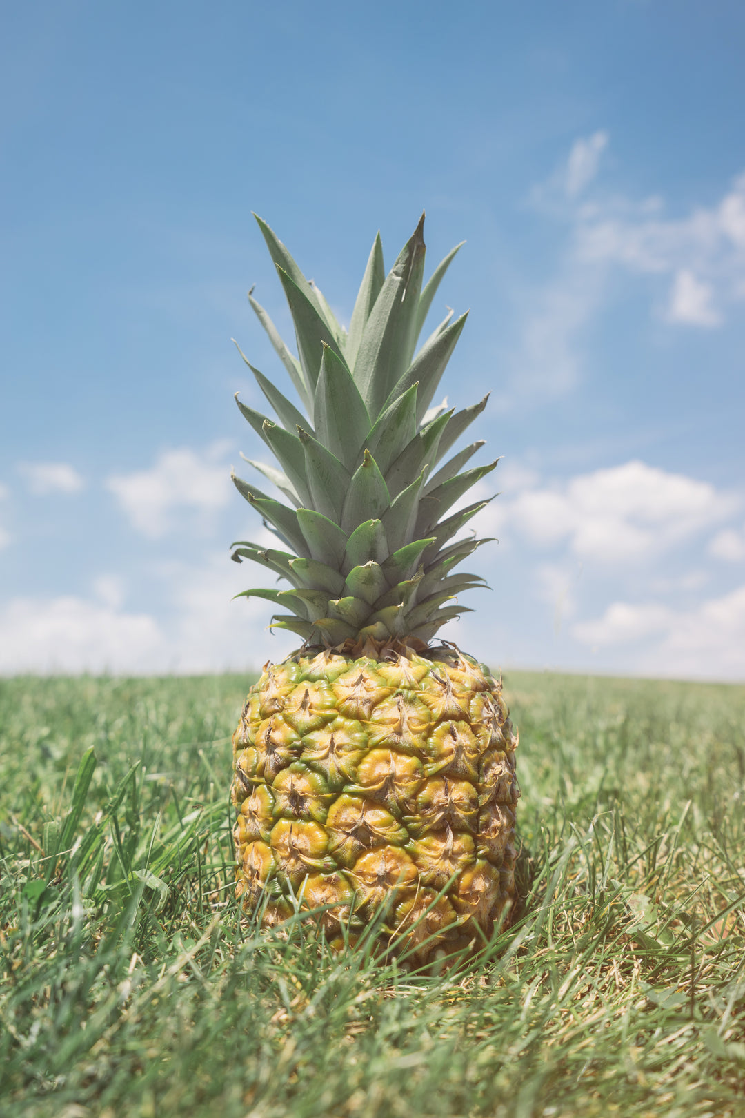 Pineapple Hawaii