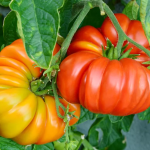 Tomato Beef Steak Type