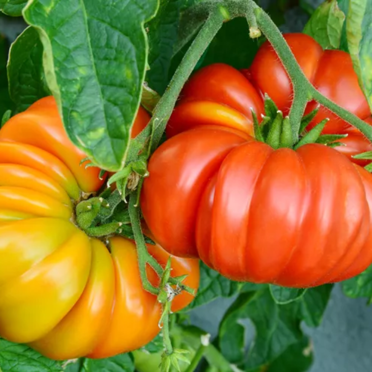 D (3) Tomato Beef Steak Type - Image 1