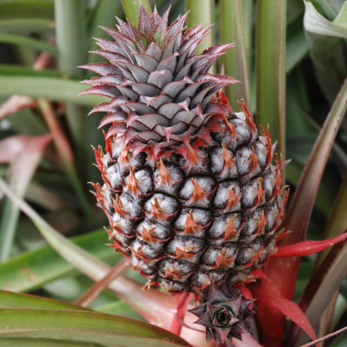 New Project (52) Pineapple Fl - Image 1