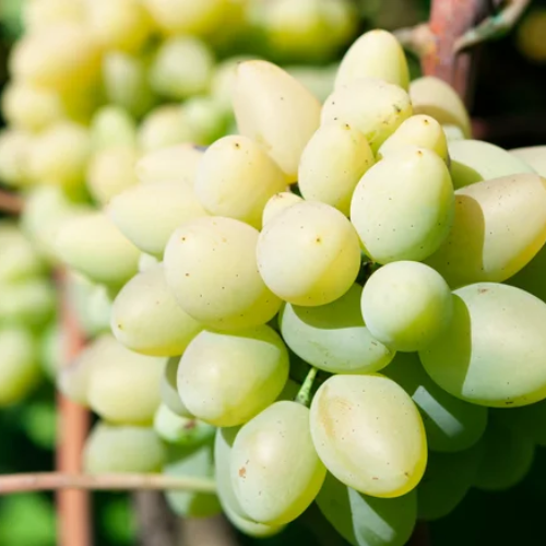 80 (1) Grape, Cotton Candy - Image 1